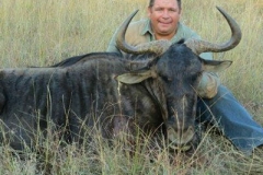 BLUE WILDEBEEST